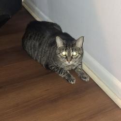 Shelter Stray Female Cat last seen , Animal Care & Control Team of Philly, 111 W Hunting Park Ave, Philadelphia, PA 19140, USA