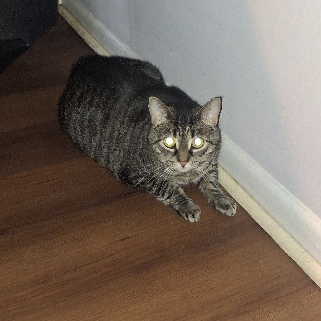 Shelter Stray Female Cat last seen , Animal Care & Control Team of Philly, 111 W Hunting Park Ave, Philadelphia, PA 19140, USA