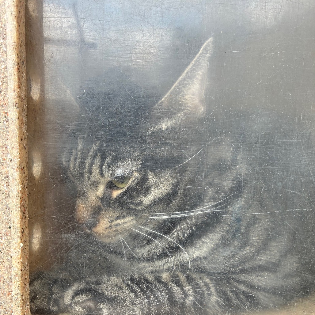 Shelter Stray Unknown Cat last seen , Animal Care & Control Team of Philly, 111 W Hunting Park Ave, Philadelphia, PA 19140, USA