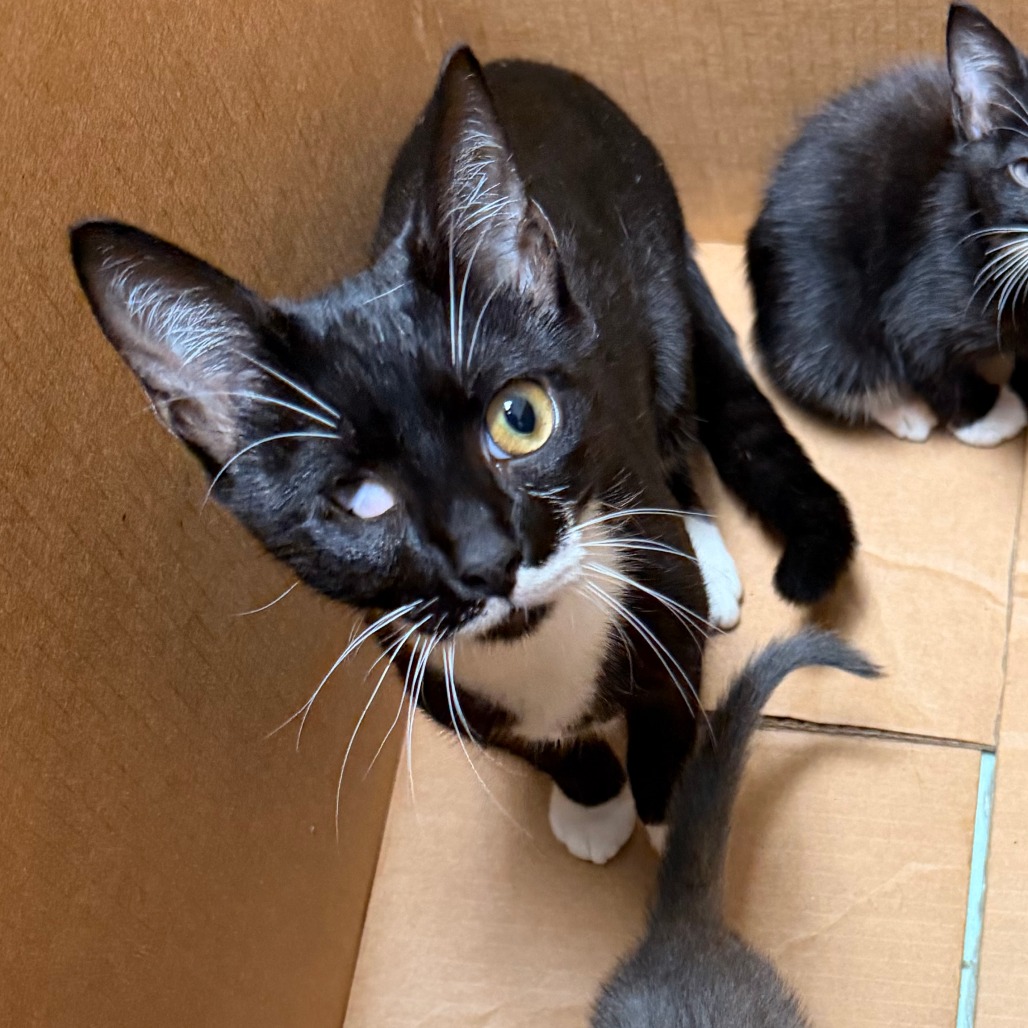 Shelter Stray Female Cat last seen , Animal Care & Control Team of Philly, 111 W Hunting Park Ave, Philadelphia, PA 19140, USA