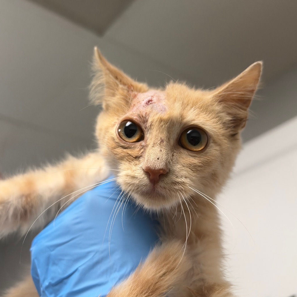 Shelter Stray Female Cat last seen , 328 Furman Hall Rd, Greenville, SC 29609, USA