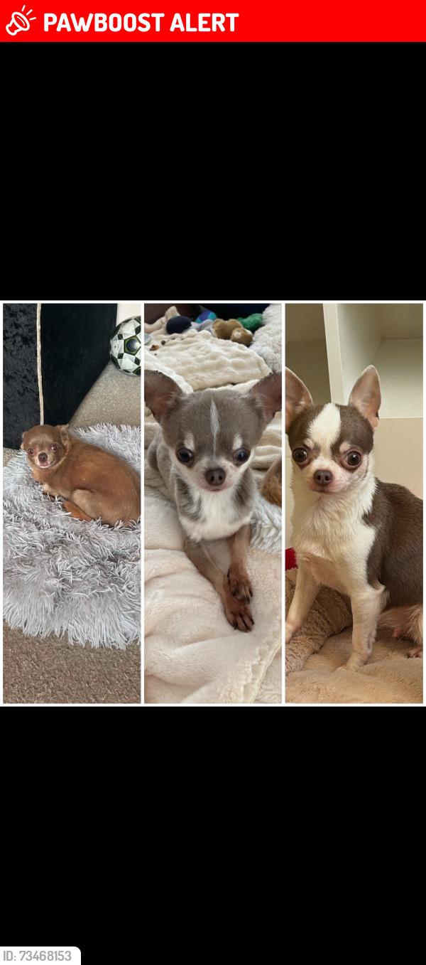 Lost Female Dog last seen The crescent west rainton, West Rainton, England 