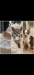 Lost Female Dog last seen The crescent west rainton, West Rainton, England 
