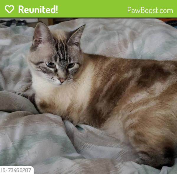 Reunited Male Cat last seen Somerset Park, Calgary, AB T2Y 3G9