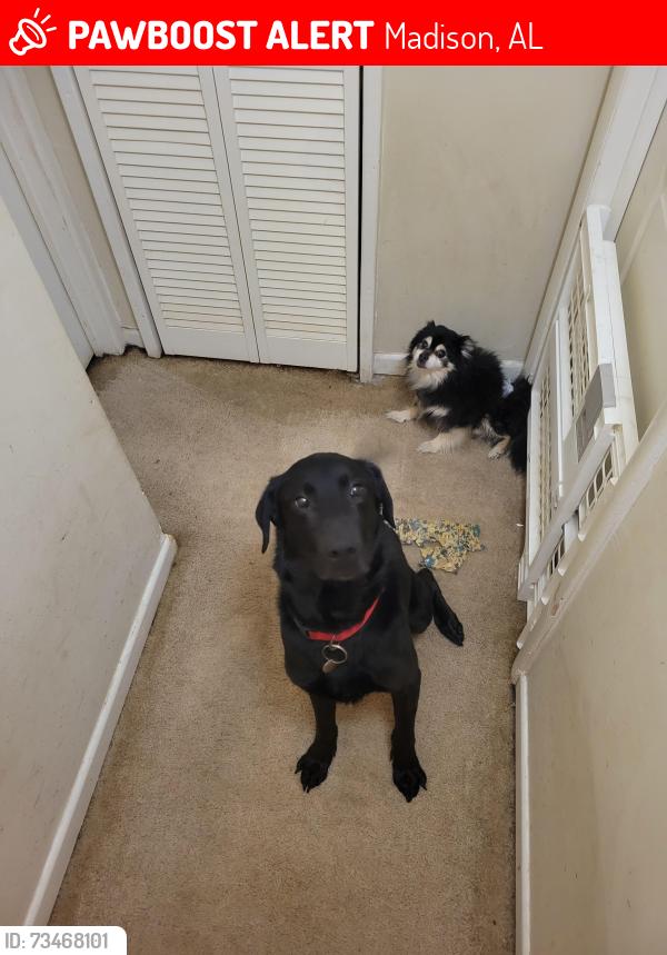 Lost Male Dog last seen Madison landing, Madison, AL 35758