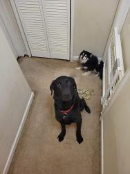 Lost Male Dog last seen Madison landing, Madison, AL 35758