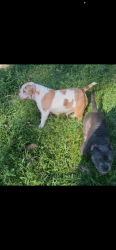 Lost Male Dog last seen Near eddings road, Silsbee Tx, 77656, Silsbee, TX 77656