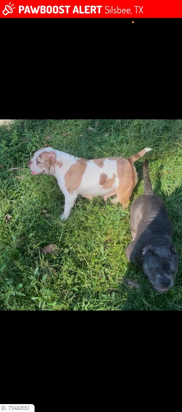 Lost Male Dog last seen Near eddings road, Silsbee Tx, 77656, Silsbee, TX 77656