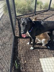 Found/Stray Male Dog last seen Valle Vista, Austin, TX 78617