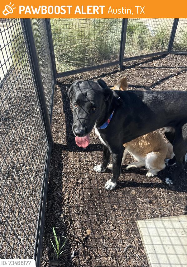 Found/Stray Male Dog last seen Valle Vista, Austin, TX 78617