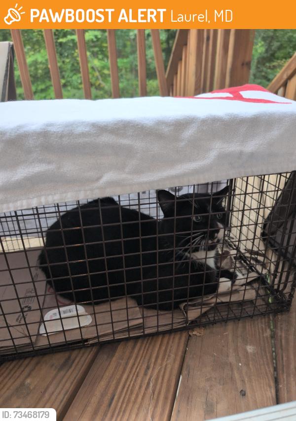 Found/Stray Male Cat last seen Carissa Lane and Kalmia Drive, Laurel, MD 20707