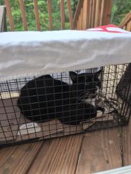 Found/Stray Male Cat last seen Carissa Lane and Kalmia Drive, Laurel, MD 20707