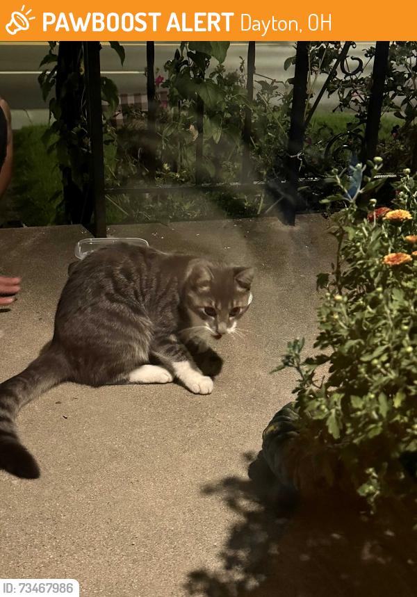 Found/Stray Female Cat last seen Ashland and Smithville, Dayton, OH 45420