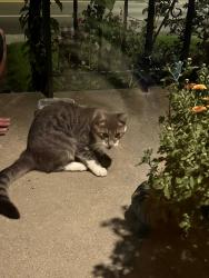 Found/Stray Female Cat last seen Ashland and Smithville, Dayton, OH 45420