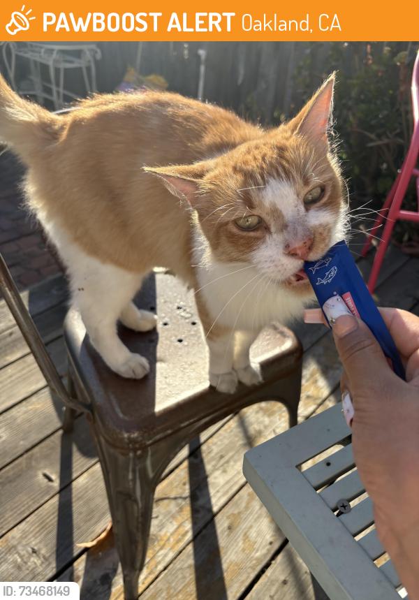 Found/Stray Unknown Cat last seen 12th & Wood St, Oakland, CA 94607