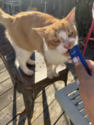 Found/Stray Unknown Cat last seen 12th & Wood St, Oakland, CA 94607