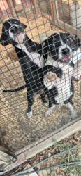Found/Stray Unknown Dog last seen On road, Palmer, TX 75152