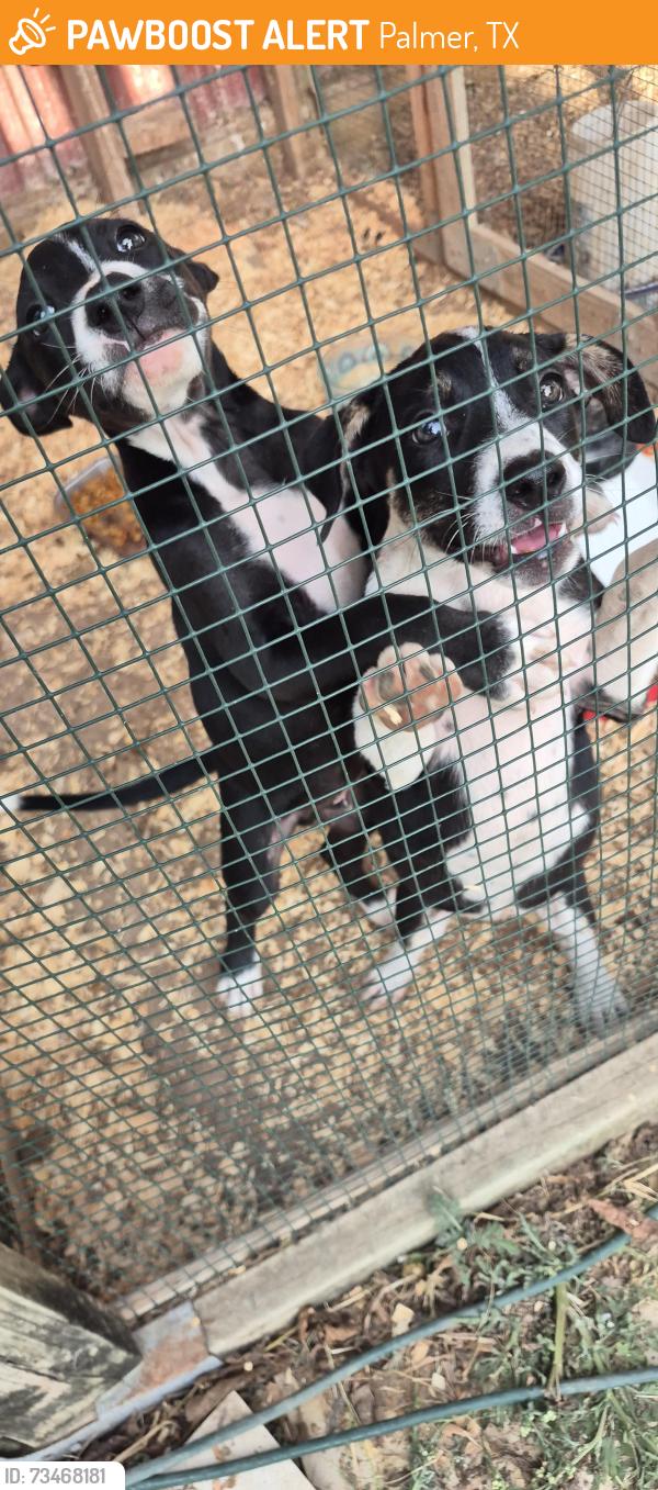 Found/Stray Unknown Dog last seen On road, Palmer, TX 75152