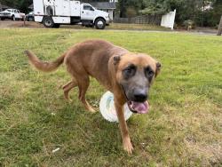 Found/Stray Male Dog last seen Near West End Elementary, Rome, GA 30165