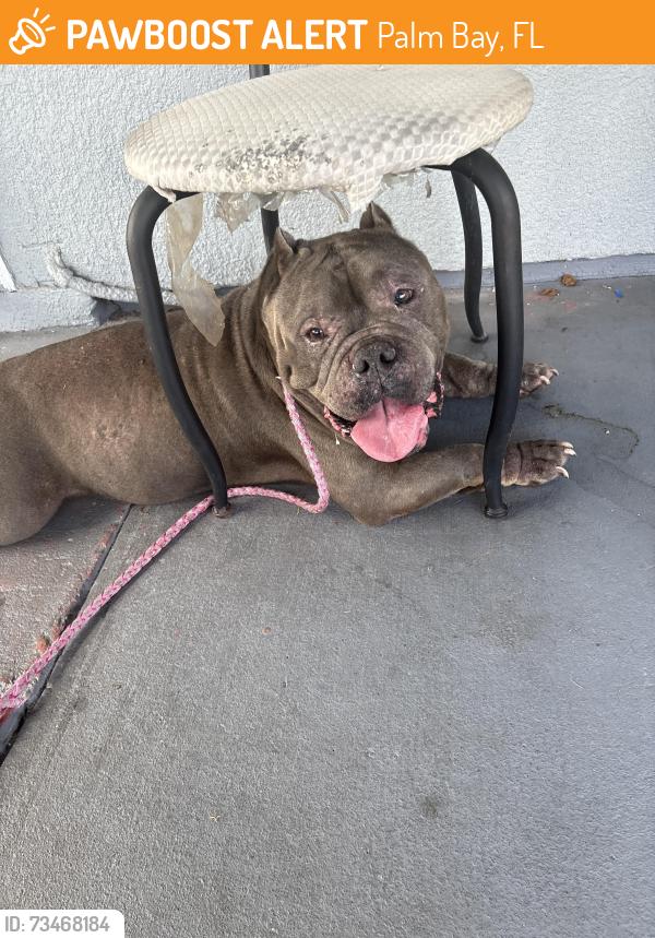 Found/Stray Male Dog last seen Mariposa dr, Palm Bay, FL 32905