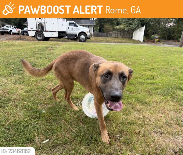 Found/Stray Male Dog last seen Near West End Elementary, Rome, GA 30165