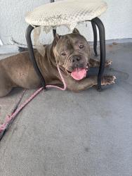 Found/Stray Male Dog last seen Mariposa dr, Palm Bay, FL 32905