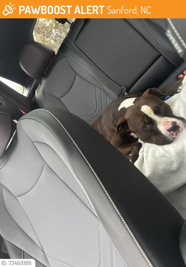 Found/Stray Male Dog last seen Mt Pisgah Church Rd, Sanford, NC 27332