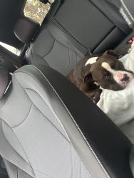 Found/Stray Male Dog last seen Mt Pisgah Church Rd, Sanford, NC 27332