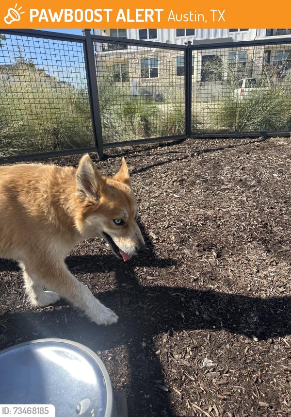 Found/Stray Unknown Dog last seen Valle Vista, Austin, TX 78617