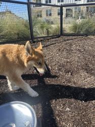 Found/Stray Unknown Dog last seen Valle Vista, Austin, TX 78617