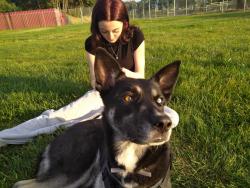 Lost Female Dog last seen Plumbleigh/treat, Concord, CA 94518