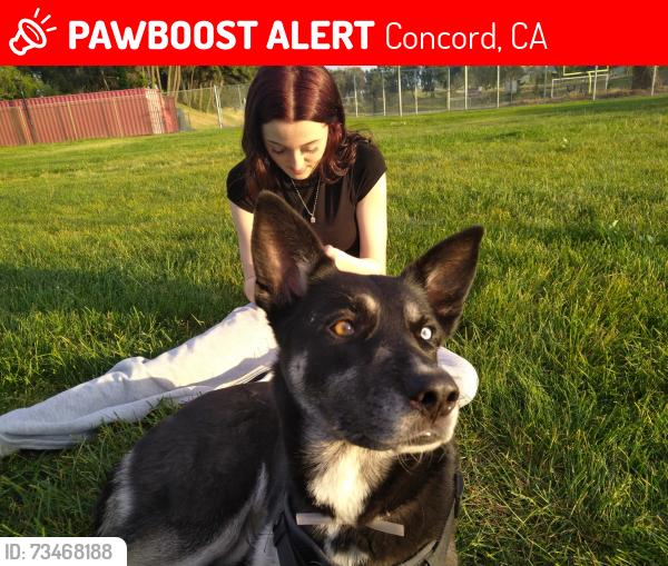 Lost Female Dog last seen Plumbleigh/treat, Concord, CA 94518