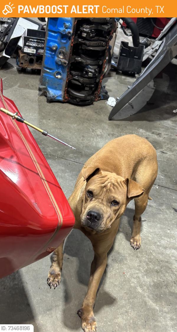 Found/Stray Female Dog last seen Wald Rd & Altgelt Ln,, Comal County, TX 78132