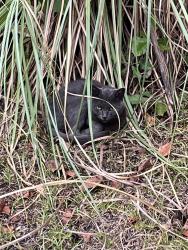 Found/Stray Male Cat last seen Parker Street, Fuquay-Varina, NC 27526