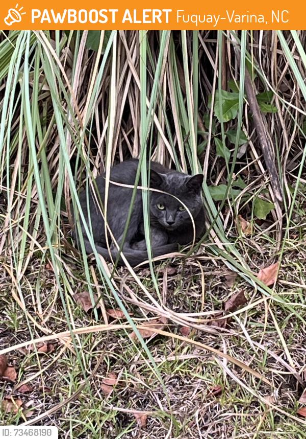 Found/Stray Male Cat last seen Parker Street, Fuquay-Varina, NC 27526