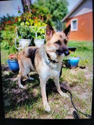 Lost Male Dog last seen Cricket Lake and Orange Ave., Eustis, FL 32726