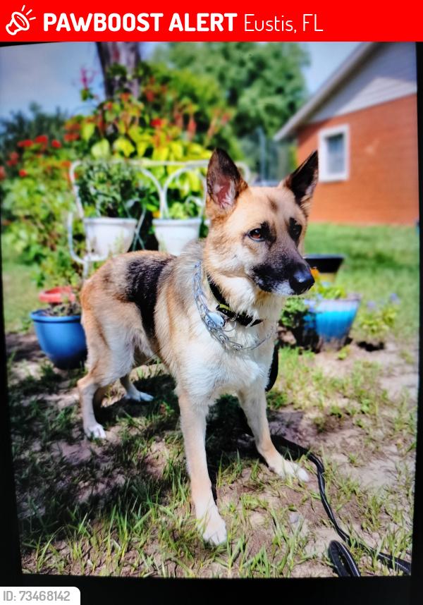 Lost Male Dog last seen Cricket Lake and Orange Ave., Eustis, FL 32726