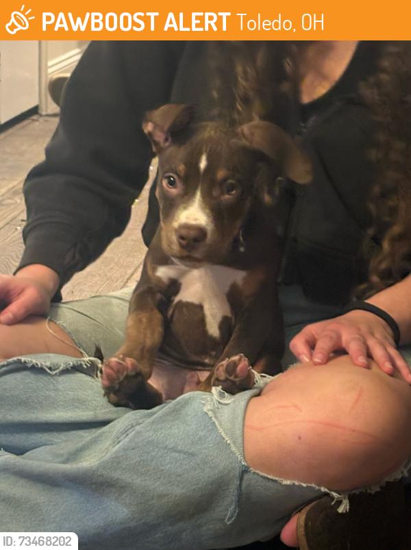 Found/Stray Male Dog last seen Holland Sylvania and Dorr, Toledo, OH 43607