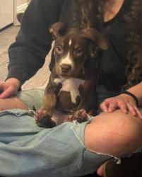 Found/Stray Male Dog last seen Holland Sylvania and Dorr, Toledo, OH 43607