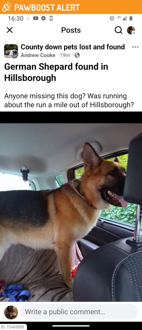 Found/Stray Unknown Dog last seen Hillsborough, Royal Hillsborough, Northern Ireland 