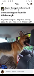 Found/Stray Unknown Dog last seen Hillsborough, Royal Hillsborough, Northern Ireland 