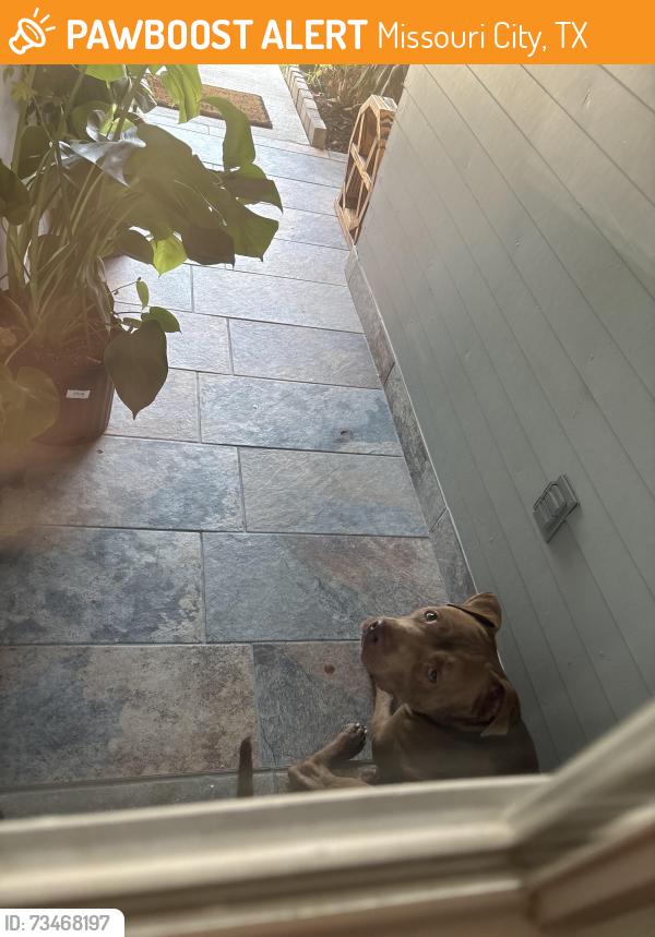 Found/Stray Unknown Dog last seen Homebriar ct Missouri city tx 77489, Missouri City, TX 77489