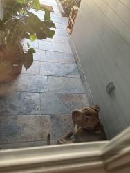Found/Stray Unknown Dog last seen Homebriar ct Missouri city tx 77489, Missouri City, TX 77489