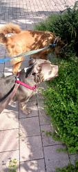 Found/Stray Male Dog last seen Near 27th Ave SW Naples fl, Indian River County, FL 32962