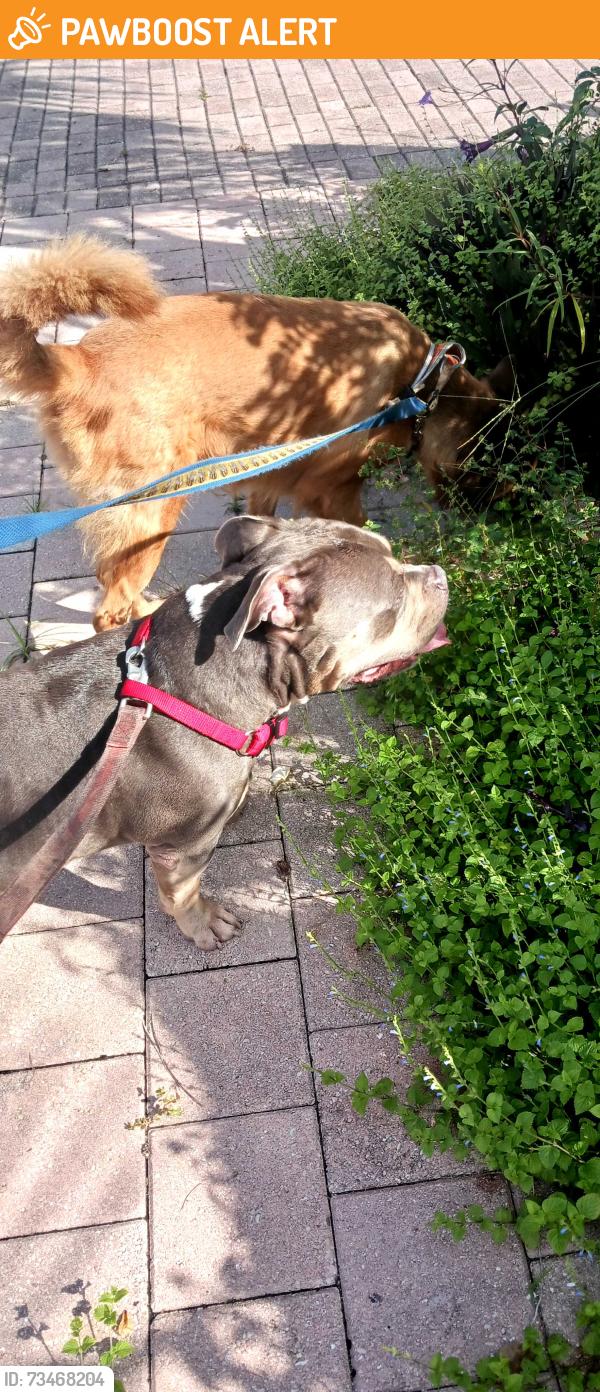 Found/Stray Male Dog last seen Near 27th Ave SW Naples fl, Indian River County, FL 32962