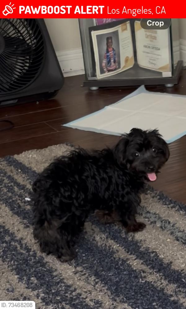 Lost Female Dog last seen Denker or halldale, Los Angeles, CA 90047