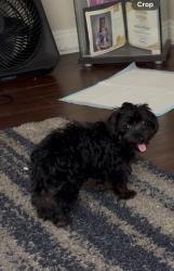 Lost Female Dog last seen Denker or halldale, Los Angeles, CA 90047