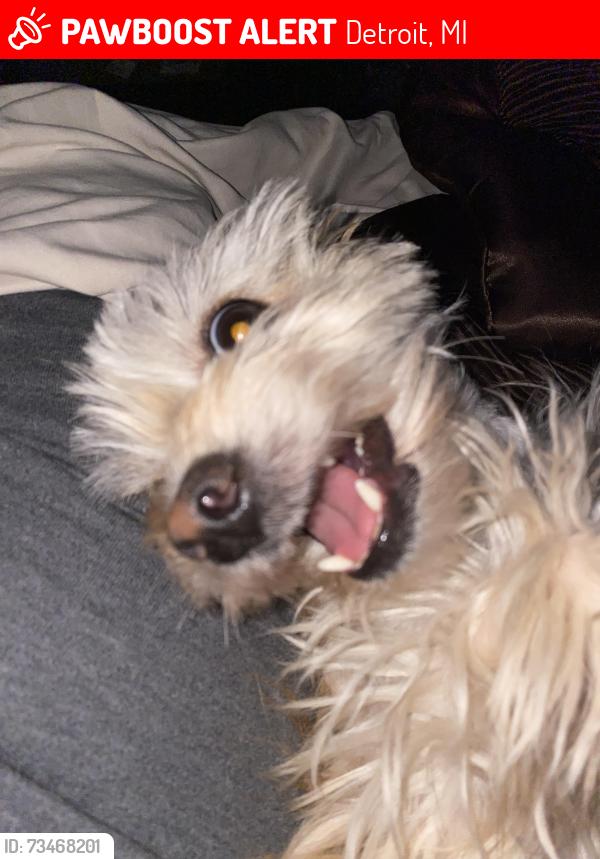Lost Male Dog last seen Puritan, Detroit, MI 48235