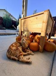 Reunited Male Cat last seen Rawlings Ln, Lincoln, CA, Lincoln, CA 95648