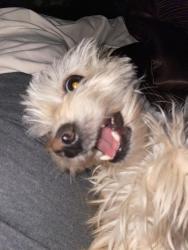 Lost Male Dog last seen Puritan, Detroit, MI 48235